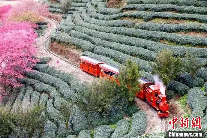 乡约福建：“大陆阿里山”樱花茶园催生“美丽经济”