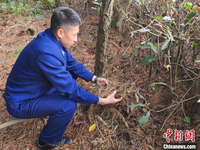 春季森林防火 福州“火焰蓝”开展林内可燃物踏查