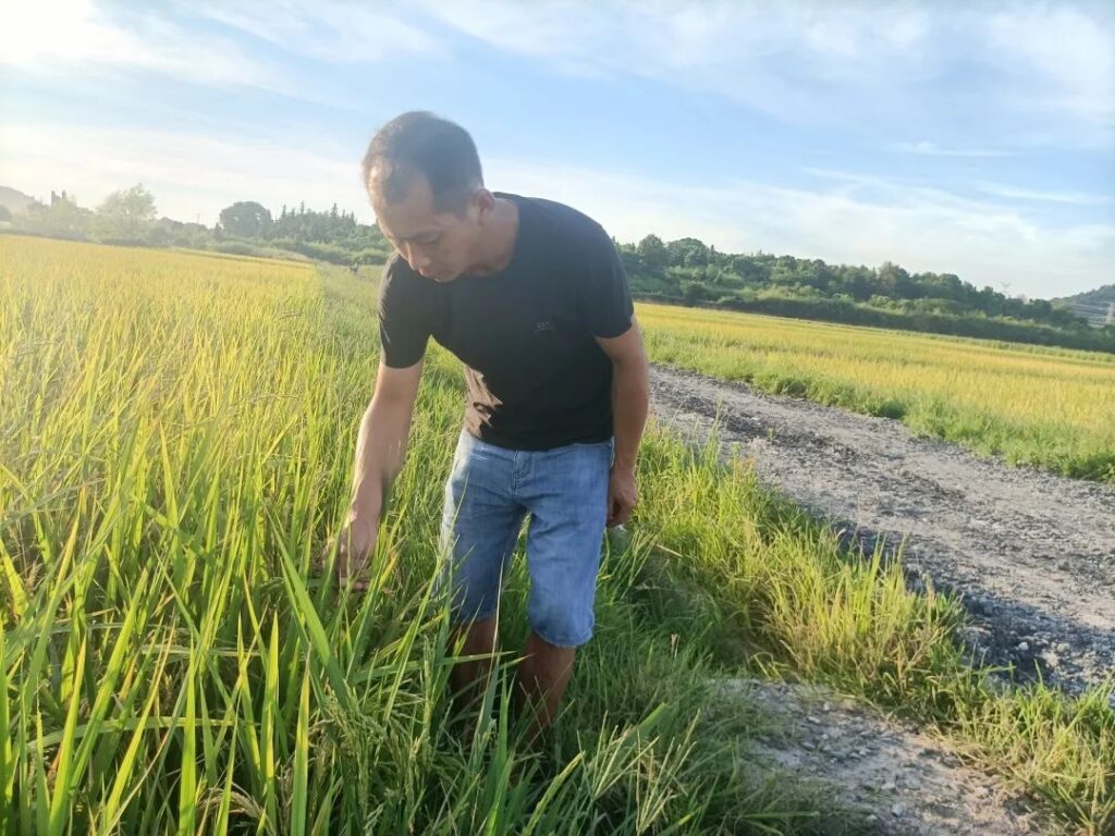 湖泽镇驰骋在田野里的“土专家”：严要江