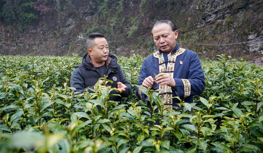 代表委员履职故事｜全国人大代表龙献文：奋战在乡村振兴一线