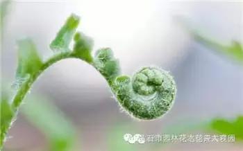 春天有哪些野菜_春天的野菜