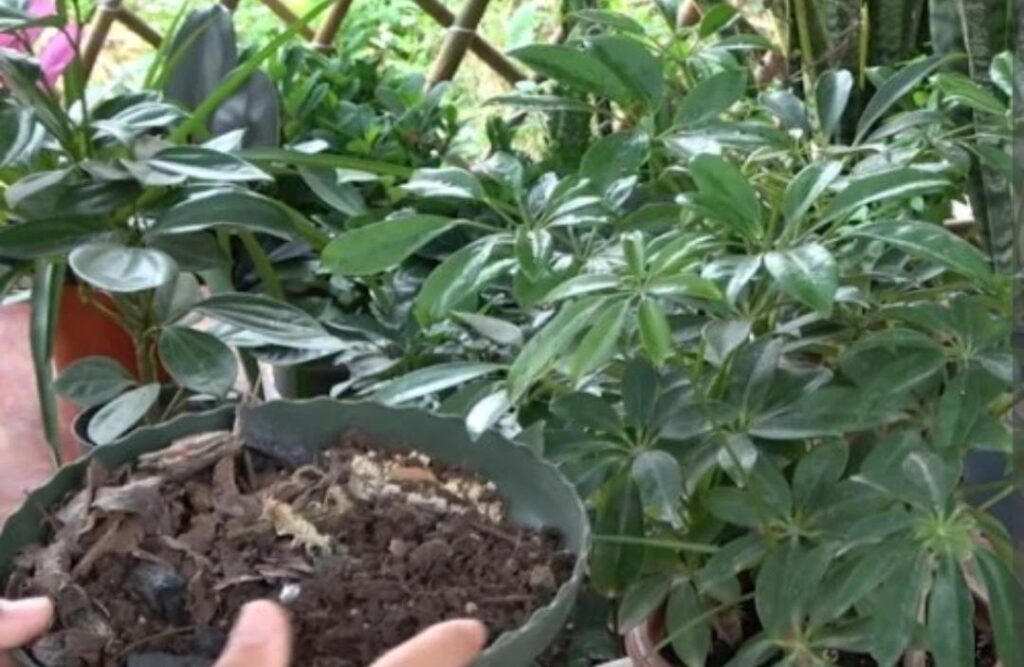 什么绿植好养_这4种好养