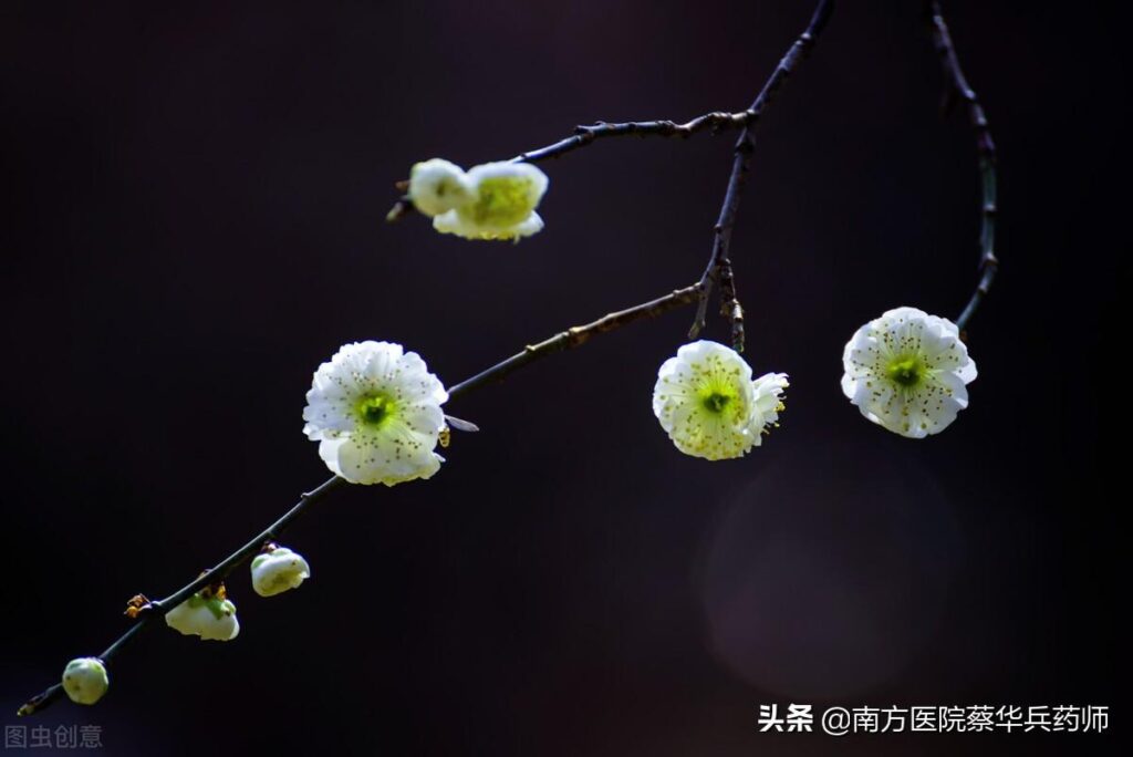 绿萼梅是白梅花吗_白梅花的产地