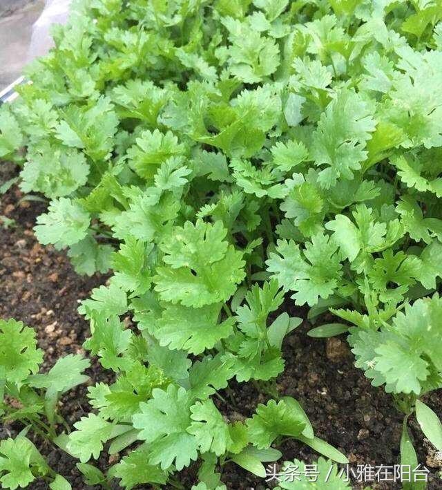 怎么种香菜发芽旺盛_用这一个小方法