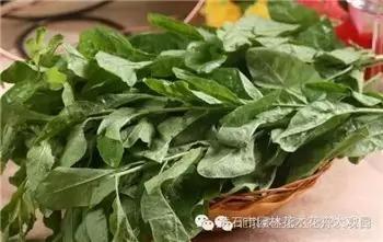 春天有哪些野菜_春天的野菜