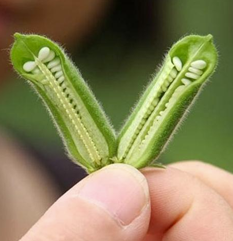 黑芝麻和白芝麻哪个更有营养_黑芝麻和白芝麻的区别