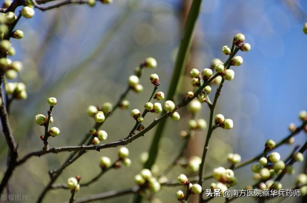 绿萼梅是白梅花吗_白梅花的产地