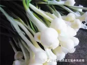 春天有哪些野菜_春天的野菜