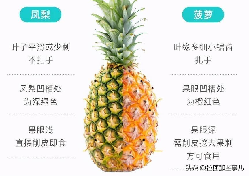 菠萝和凤梨有什么不同_菠萝和凤梨的差别