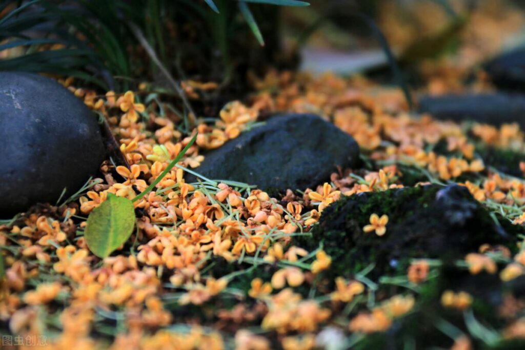 花茶又称什么_花茶的简介