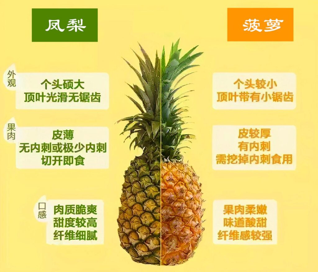 菠萝和凤梨是同一种水果吗_菠萝和凤梨的区别