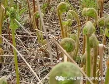 春天有哪些野菜_春天的野菜