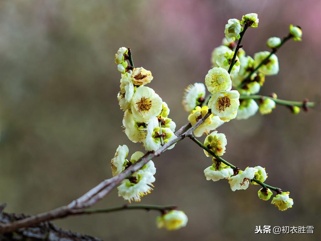 珍品绿萼梅_花中君子