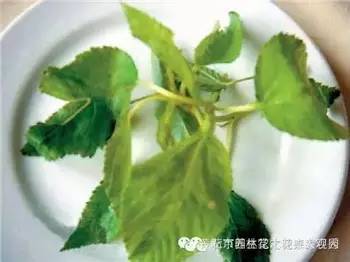 春天有哪些野菜_春天的野菜