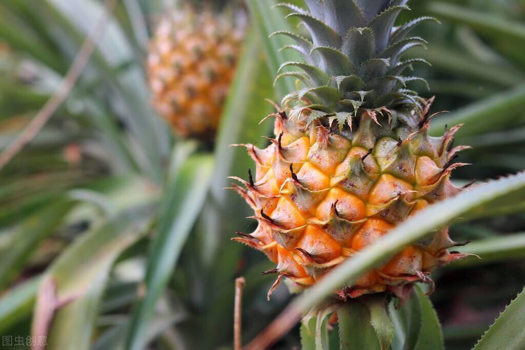 菠萝和凤梨是同一种水果吗_菠萝和凤梨的区别