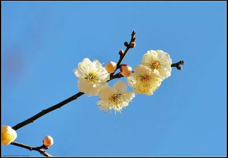 梅花产地_梅花品种