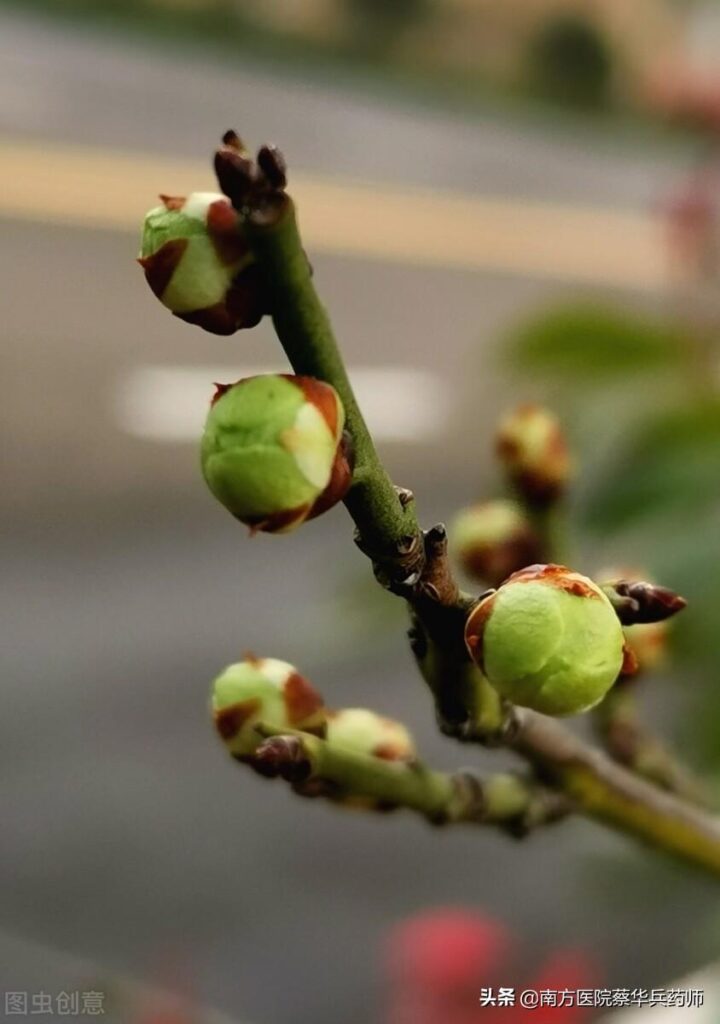 绿萼梅是白梅花吗_白梅花的产地