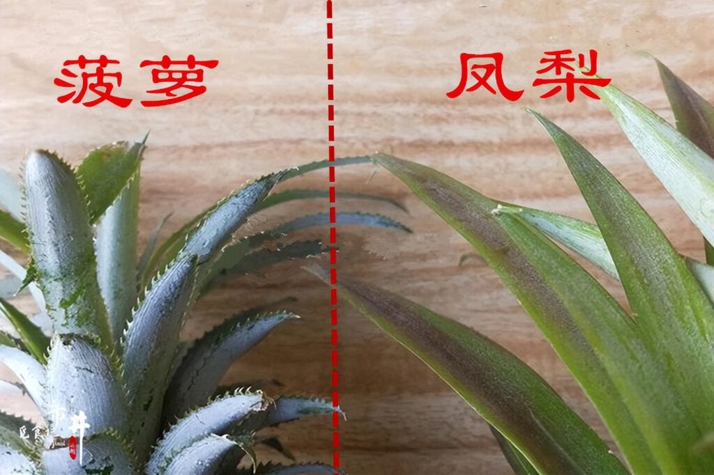 菠萝和凤梨是同一种水果吗_菠萝和凤梨的区别