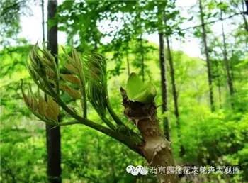 春天有哪些野菜_春天的野菜