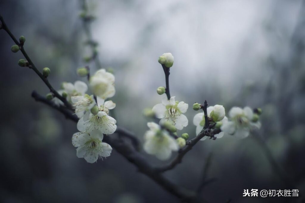 珍品绿萼梅_花中君子