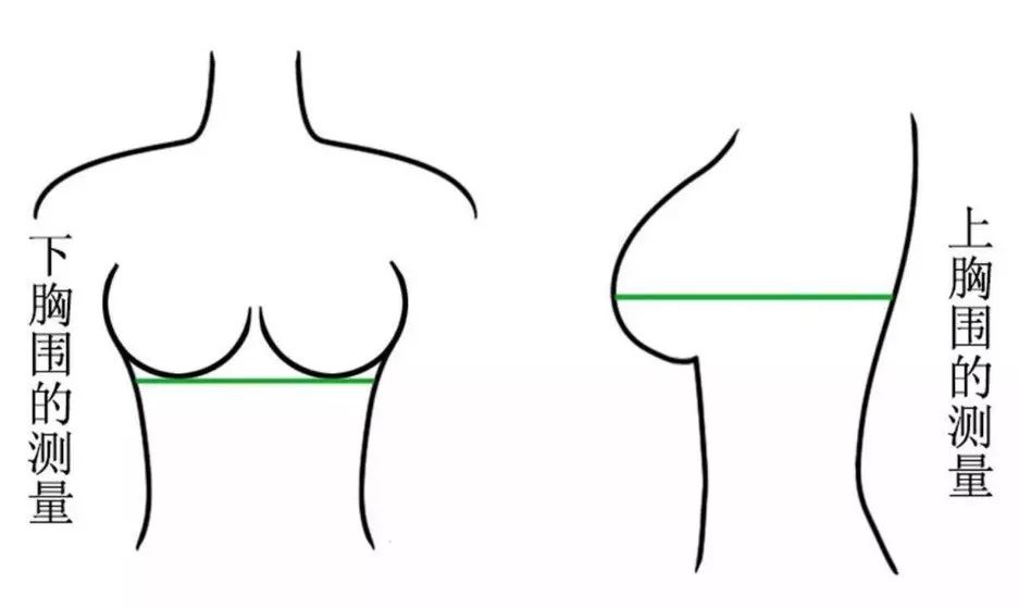怎样正确测量胸围尺码_内衣尺码怎么换算