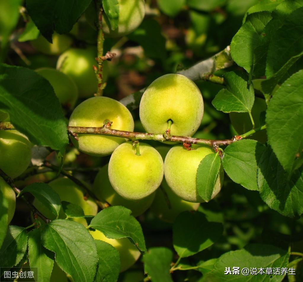 绿萼梅的药用价值_乌梅的食疗价值