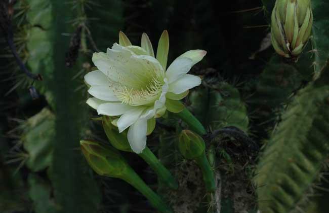 仙人掌怎么会开花吗_仙人掌开花过程