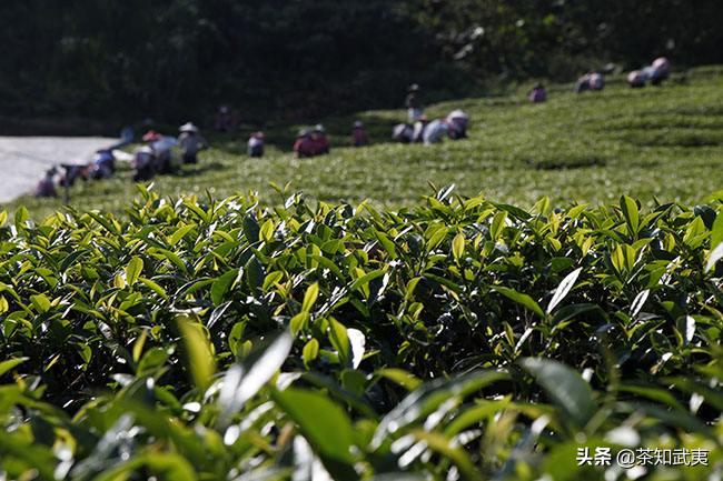 春茶的采摘技巧_五大采摘标准