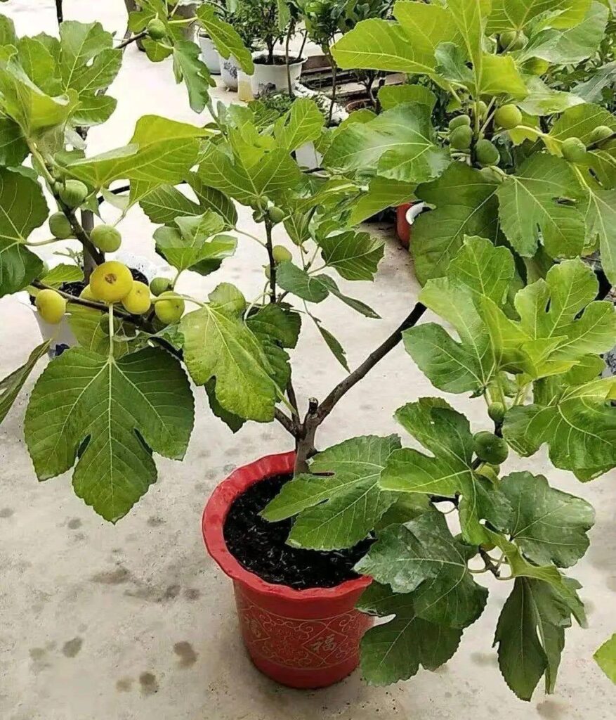 无花果怎么种植_无花果的种植方法