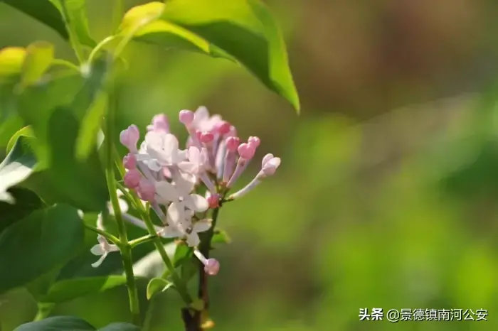 哪些花春天开_15种迎春花介绍