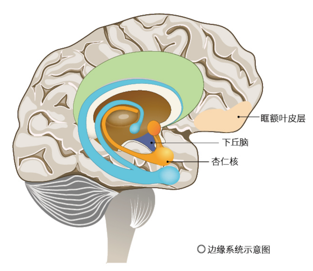 泪点低是怎么回事_泪点低的原理