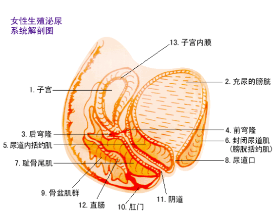 什么是产后尿失禁_产后盆骨不修复有什么危害