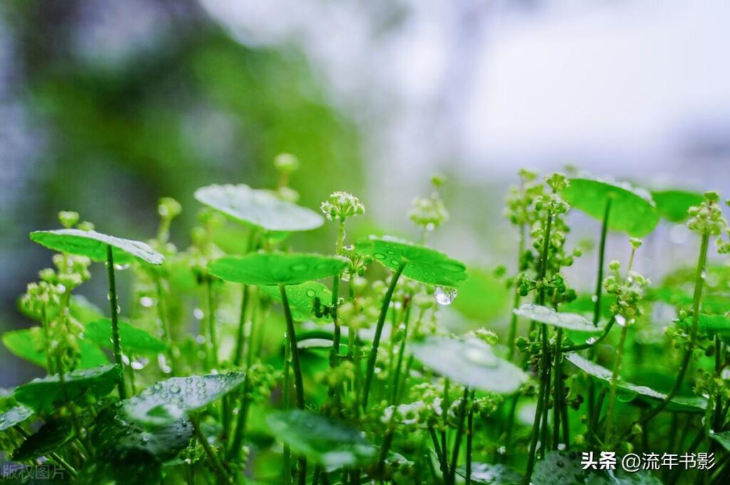 铜钱草怎么养_铜钱草的养殖技巧