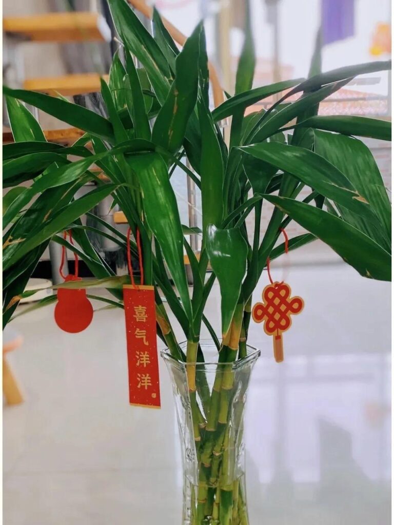 什么植物招财又旺宅_招财又旺宅的好养绿植