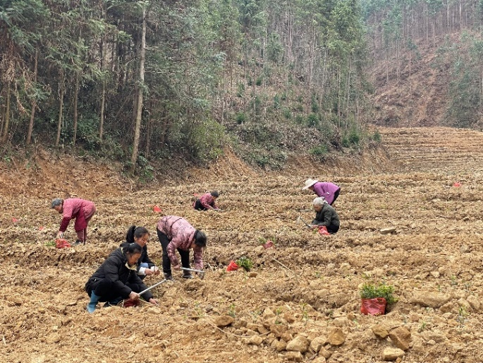 奋进的春天 | 洋江镇车田村：青年返乡拓荒地 春栽茶苗候茶香