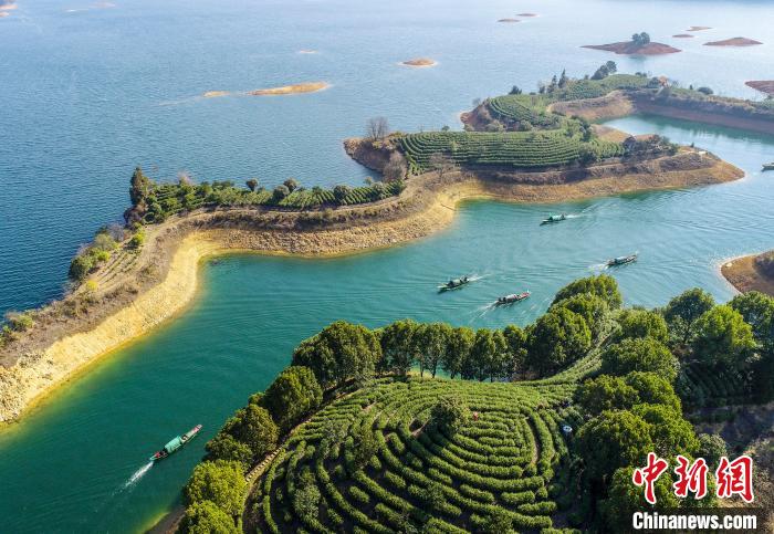 湖上春来早 浙江千岛湖春茶今日开采