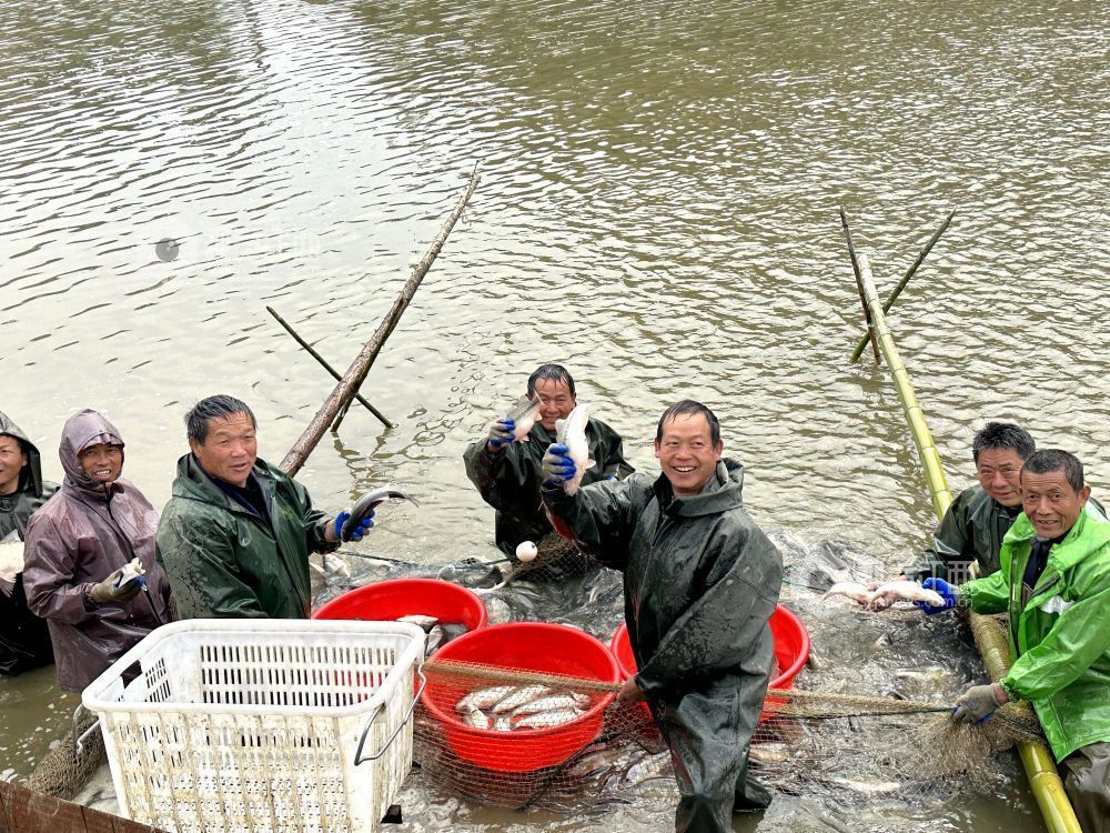 江西分宜：鲈鱼“游”出致富路