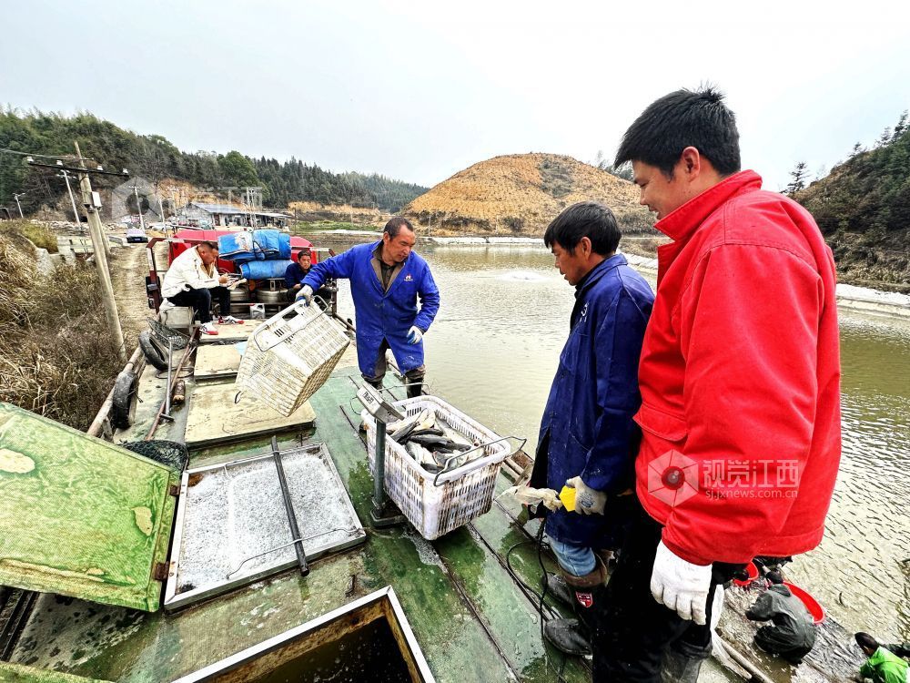 江西分宜：鲈鱼“游”出致富路