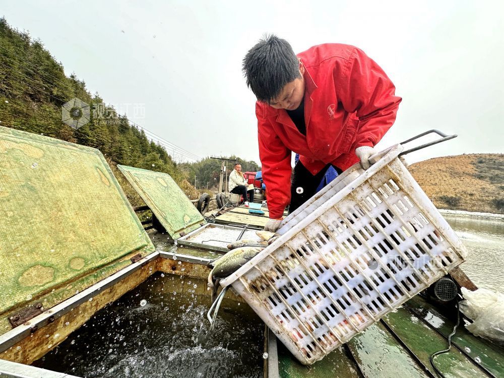 江西分宜：鲈鱼“游”出致富路