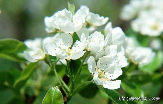 哪些花春天开_15种迎春花介绍