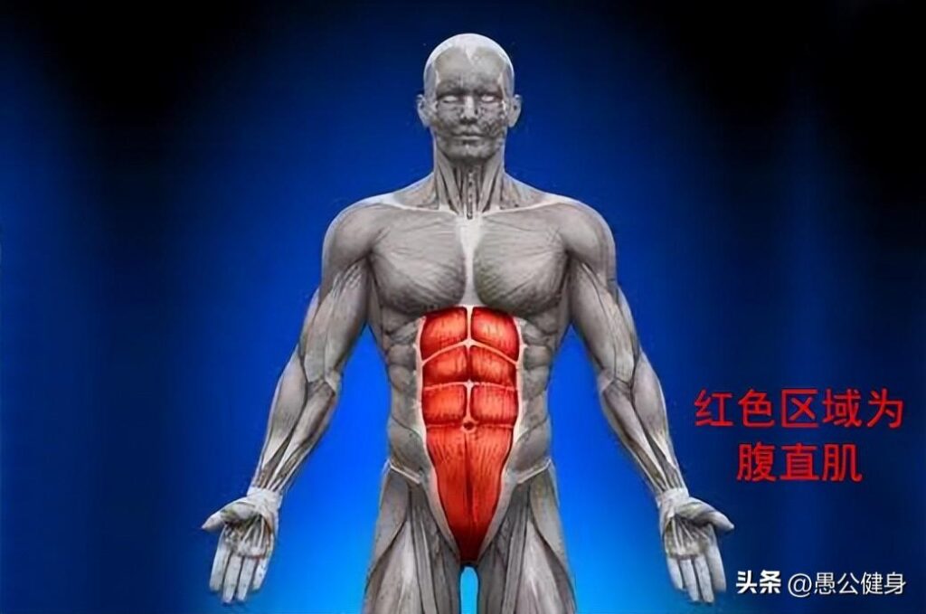 腹肌和马甲线有什么区别_腹肌和马甲线的区别