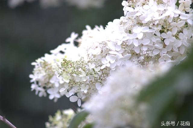 丁香花的价值_丁香花的花语