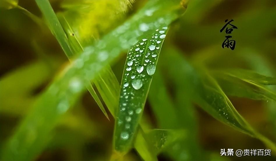 谷雨会下雨吗_谷雨还有倒春寒吗