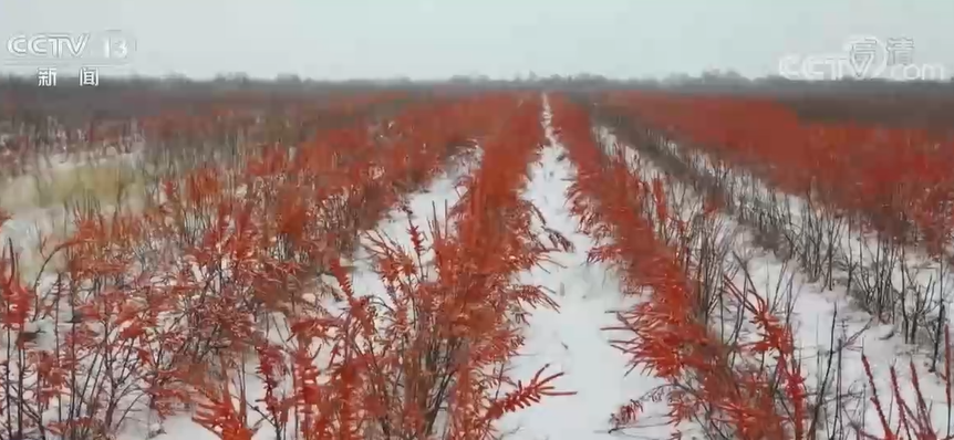 沙棘是什么_沙棘是哪个季节采摘