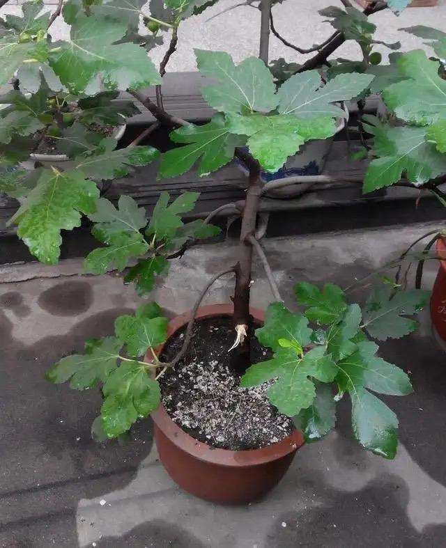 无花果怎么种植_无花果的种植方法