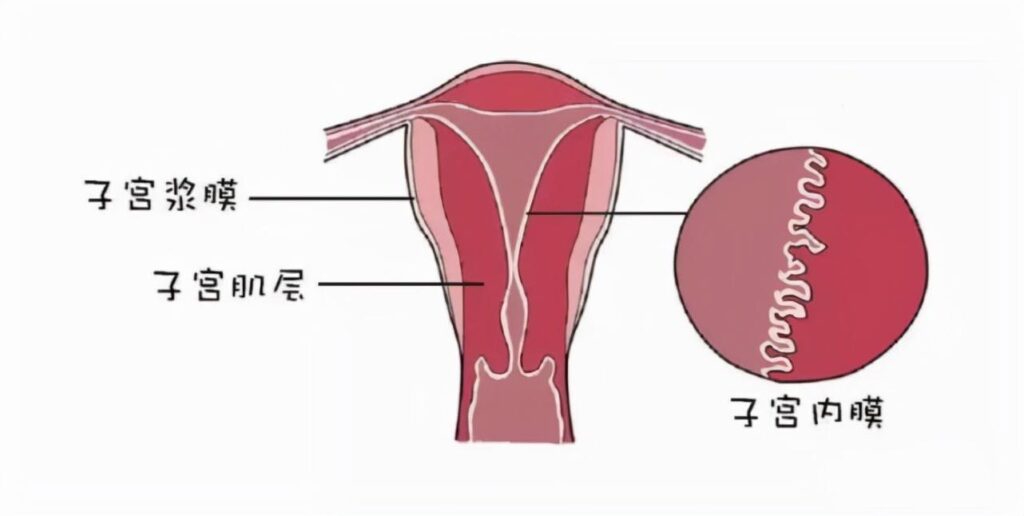 如何科学保养子宫内膜_子宫内膜的正常范围