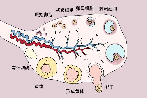 可乐杀精吗_产生精子要多长时间