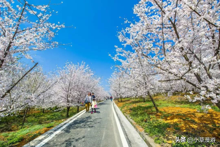 春日赏花适合去哪里_春日赏花旅行的必去之地