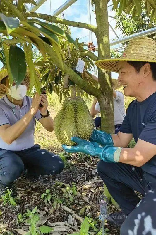 国产榴莲要来了_你期待吗