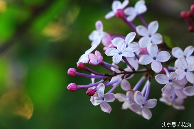 丁香花的价值_丁香花的花语